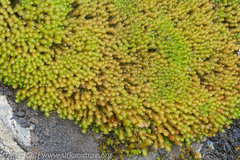 Marsupella emarginata