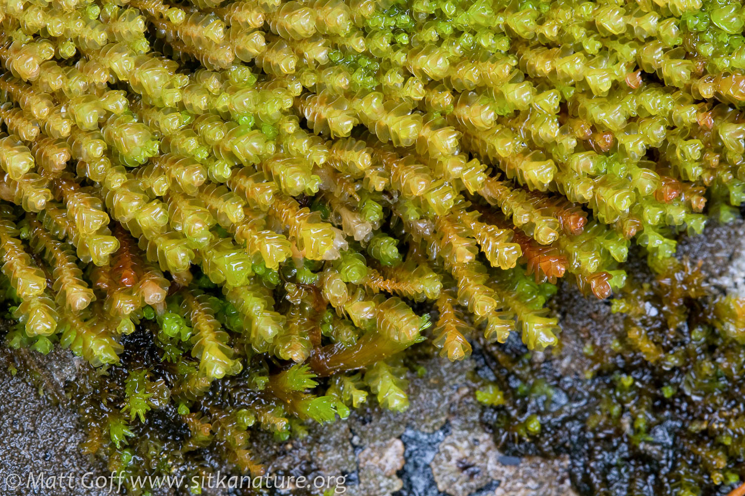 Marsupella emarginata
