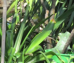 Zosterops lateralis chloronotus