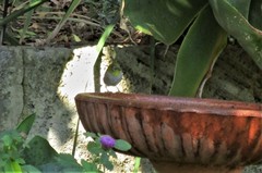 Zosterops lateralis chloronotus