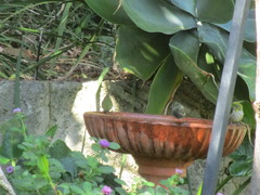 Zosterops lateralis chloronotus