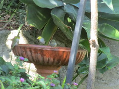 Zosterops lateralis chloronotus