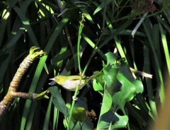 Zosterops lateralis chloronotus