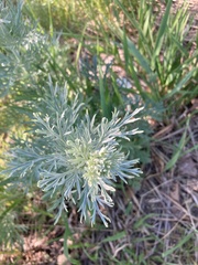 Artemisia frigida