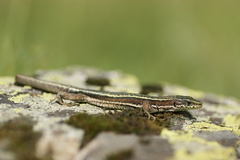 Iberolacerta aranica