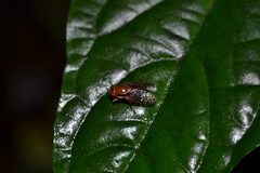 Scholastinae