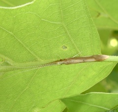 Triaenodes marginatus