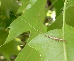 Triaenodes marginatus