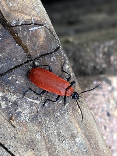 Cardinal beetle
