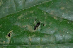 Teleopsis nitidiscutum