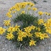 Thrift Mock Goldenweed - Photo (c) once-ler, some rights reserved (CC BY-NC), uploaded by once-ler
