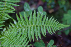 Oreopteris quelpartensis