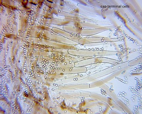 Pluteus similis image