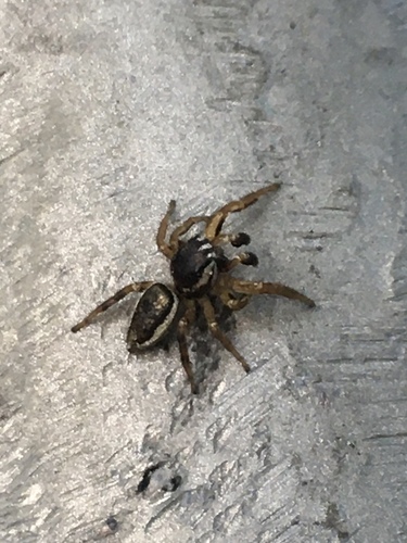 Pelegrina flavipes photo 3