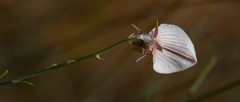 Crotalaria orientalis