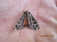 Apantesis parthenice