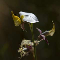 Crotalaria orientalis