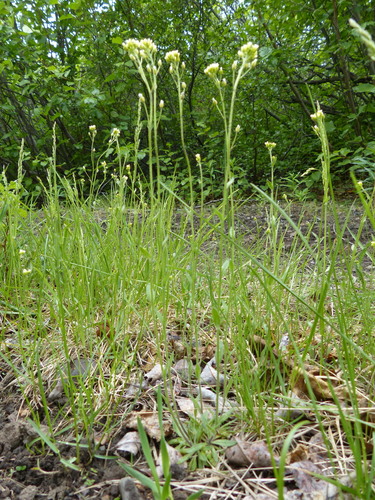Draba borealis iNat (3)