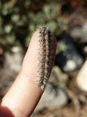 Gloveria arizonensis