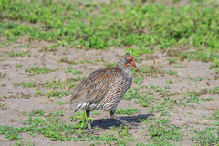 Pternistis rufopictus