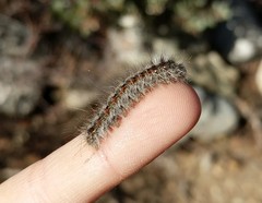 Gloveria arizonensis