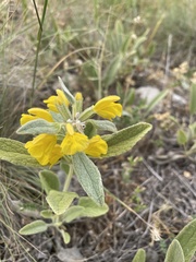 Phlomis armeniaca