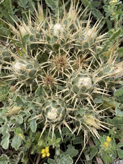 Centaurea urvillei