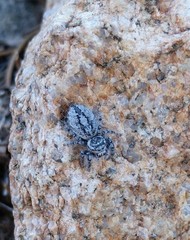 Phidippus asotus