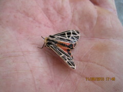 Apantesis parthenice