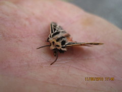 Apantesis parthenice