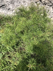Rhamnus erythroxyloides