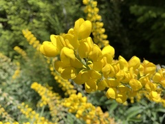 Thermopsis robusta