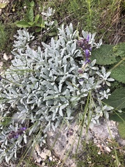 Salvia canescens