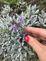 Salvia canescens