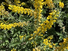Thermopsis robusta