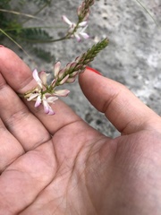 Onobrychis ruprechtii