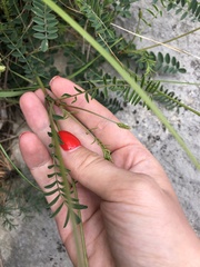 Onobrychis ruprechtii