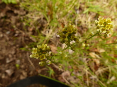Draba borealis