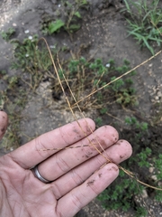 Schedonnardus paniculatus