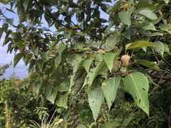 Macaranga sinensis
