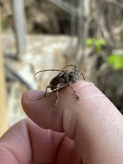 Lagocheirus araneiformis