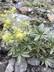 Alchemilla sericea