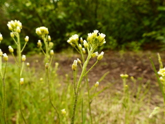 Draba borealis