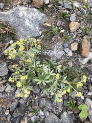 Alchemilla sericea