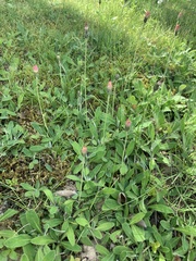 Pilosella aurantiaca