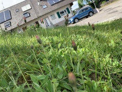 Pilosella aurantiaca