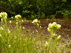 Draba borealis