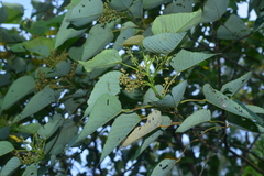 Macaranga sinensis