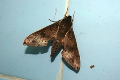 Rhagastis albomarginata
