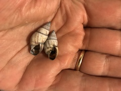 Drymaeus multilineatus